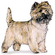 Cairn Terrier