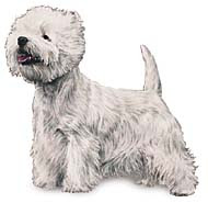 West Highland White Terrier