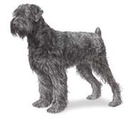 Black Russian Terrier