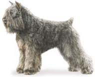 Bouvier des Flandres