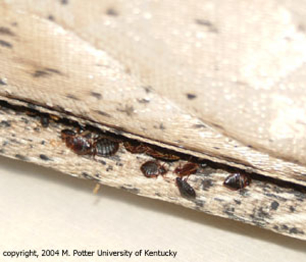 [bed-bug-on-mattress-seam.jpg]