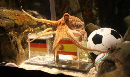 ramalan gurita paul belanda vs spanyol
