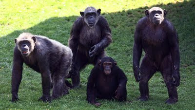 semen chimpance