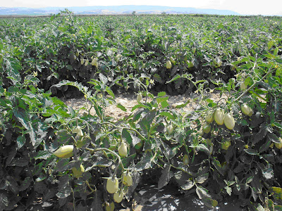 Cultivo De Tomate
