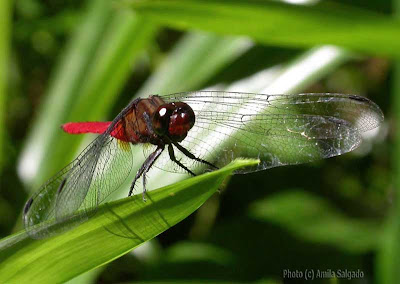 Spine-tufted Skimmer in Sinharaja