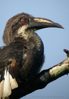 Sri Lanka Grey Hornbill