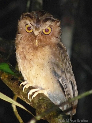 Serendib Scop Owl photographed by Peter Kaestner, Sep, 2007
