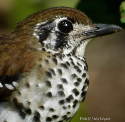 Spot-winged Thrush