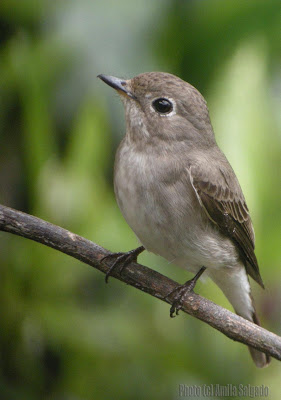 Asian Brown Flycatcher