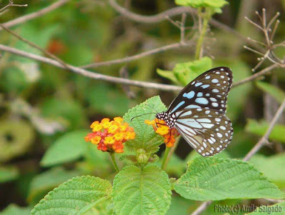 A Blue Tiger at Annaiwilundawa RAMSAR Wetland, 15 March