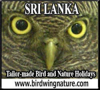 Sri Lanka Bird and Nature Holidays with Amila Salgado