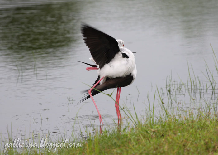 Black-winged Stilt mating sequence-7