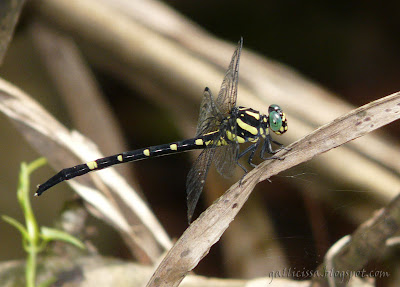Sri Lanka Forktail - lateral view photographed with flash, Bomiriya, Kaduwela