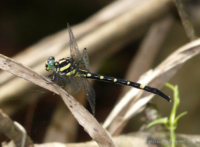 Sri Lanka Forktail - female 18 May, 2008 Bomiriya, Kaduwela
