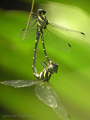 Sri Lanka Forktail in tandem position -24, May, 2008 Bomiriya, Kaduwela