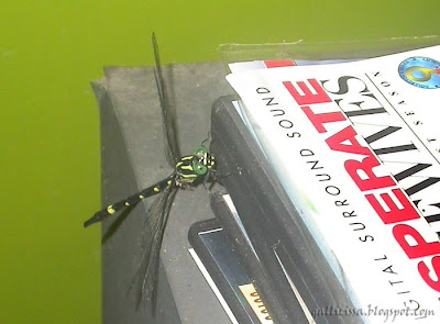 Sri Lanka Forktail - female on the DVDs of the epic adventures of the tireless women in the Visteria Lane
