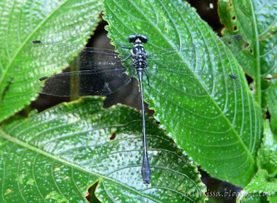 Wall's Grappletail