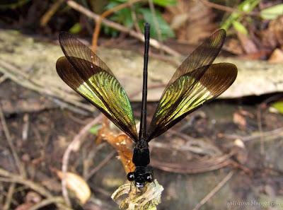 The Shining Gossamerwing doing its thing