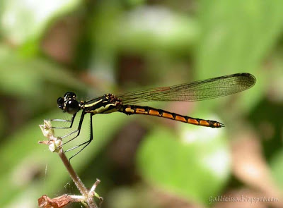 Green's Gem - male at Nilgala -20th June, 2005