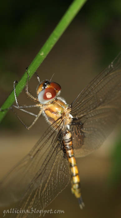 Tramea limbata teneral