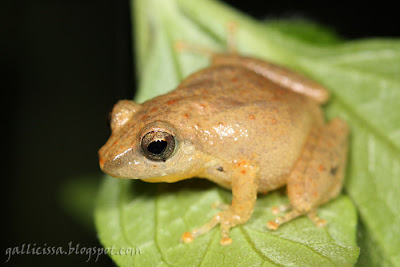 Common Shrub Frog