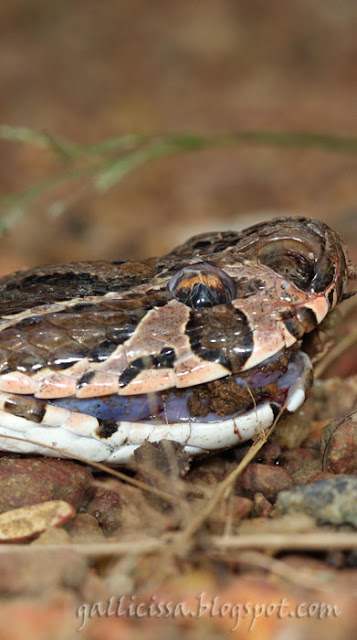 Russell's Viper