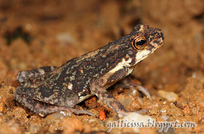 Adenomus kelaarti