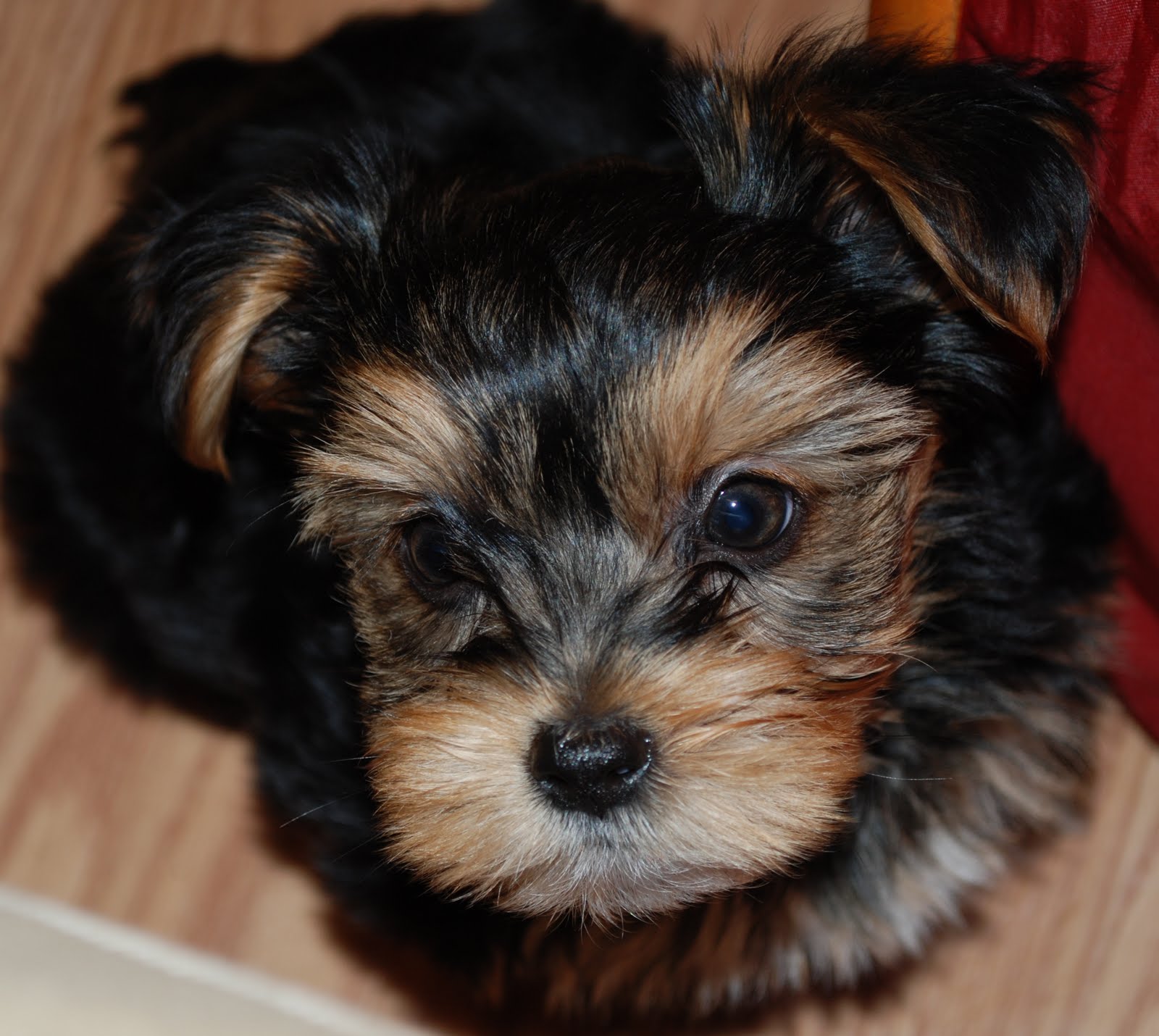Shorkie Puppies: Brooks - 8 week old Shorkie