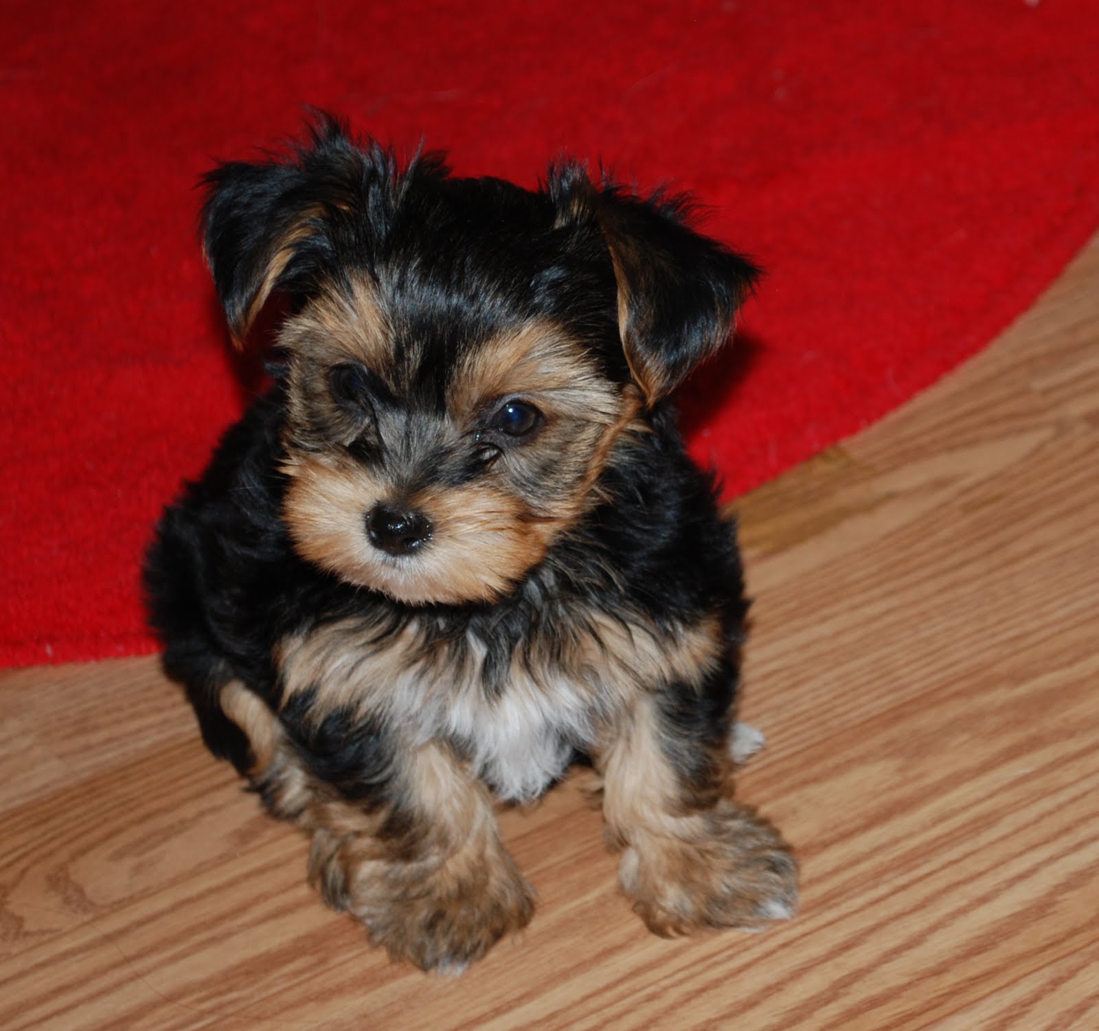 Shorkie Puppy for sale