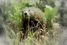 Woodchuck