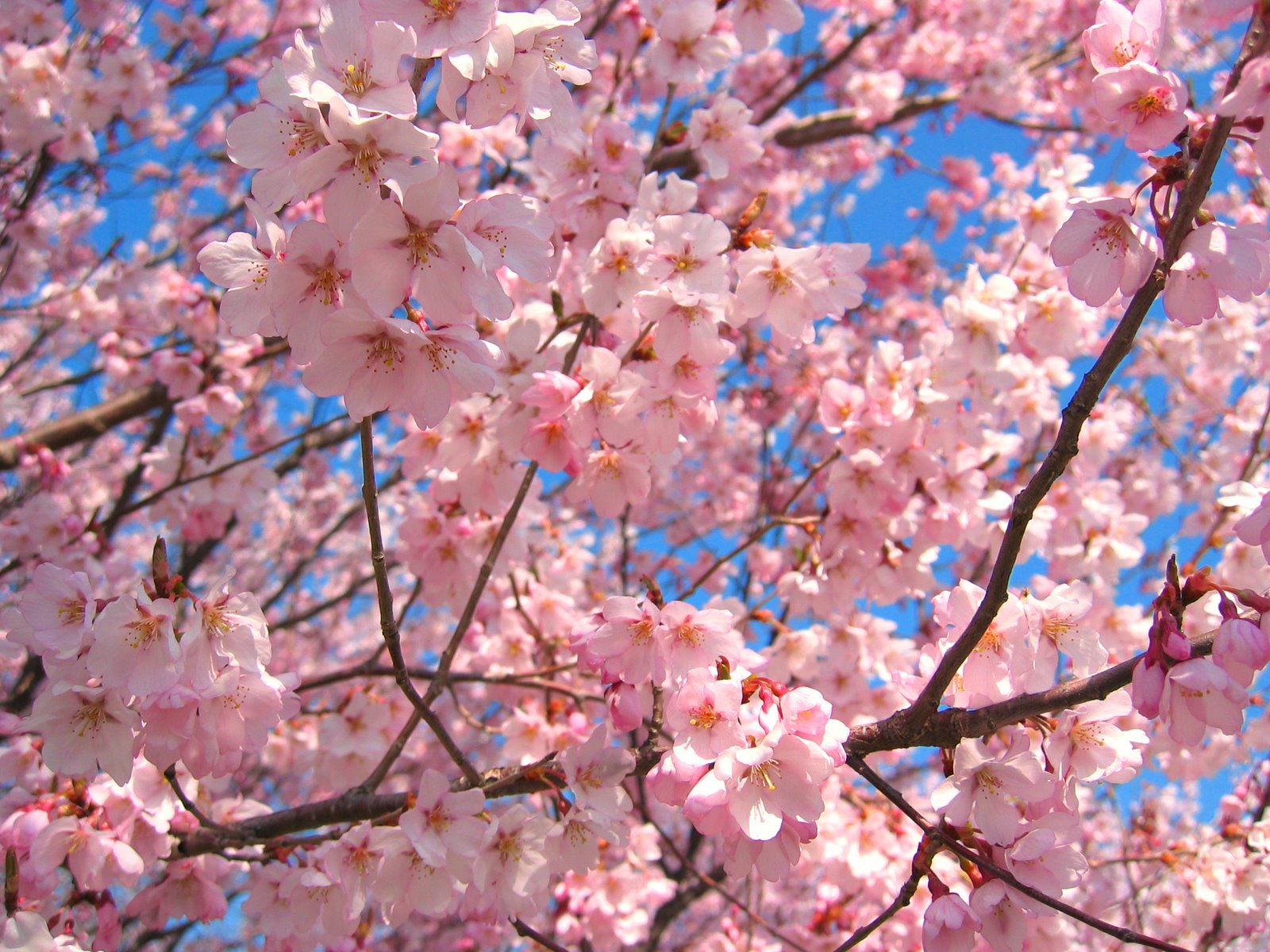 [Sakura+-+11.jpg]