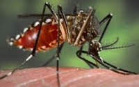 Tips For Prevention Of Breeding Of Aedes Mosquito In Your Urban Neighbourhood