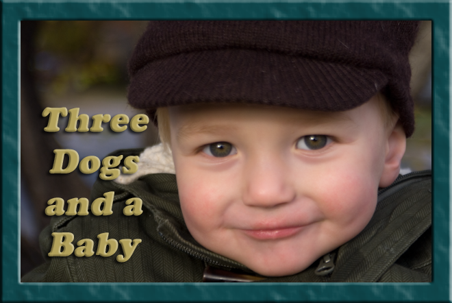 Three Dogs and a Baby