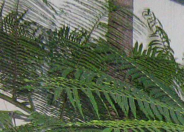 [EDITED+FERN+3.JPG]
