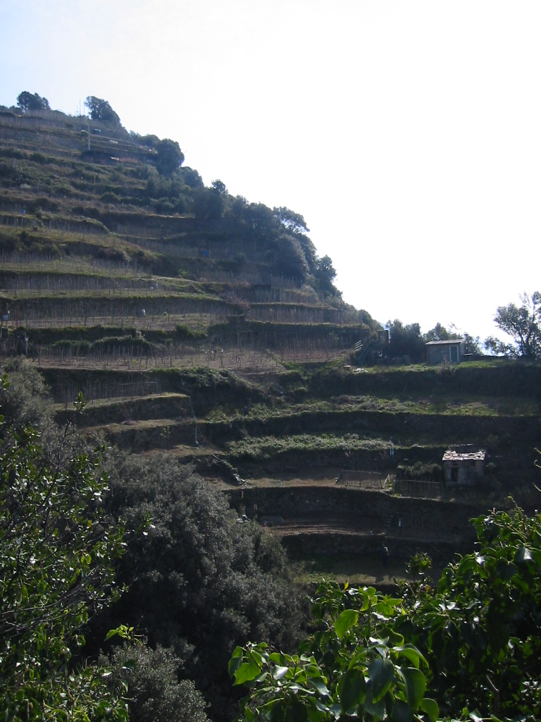 [044+Terraced+Land,+Monterosso+Italy.JPG]