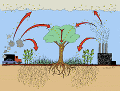 The Carbon Cycle