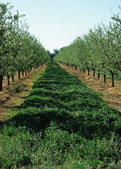 Cover crop