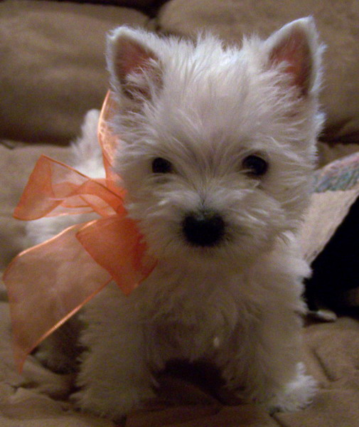 Cute Westie Puppy