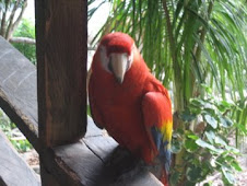 Guacamaya