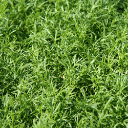 Green Garden Design Alternative Lawns Chamomile Lawn Camomile Is A Low Growing Aromatic Herb Which Tough Enough To Be Walked On An Looks Very Much Like Gr Lawn