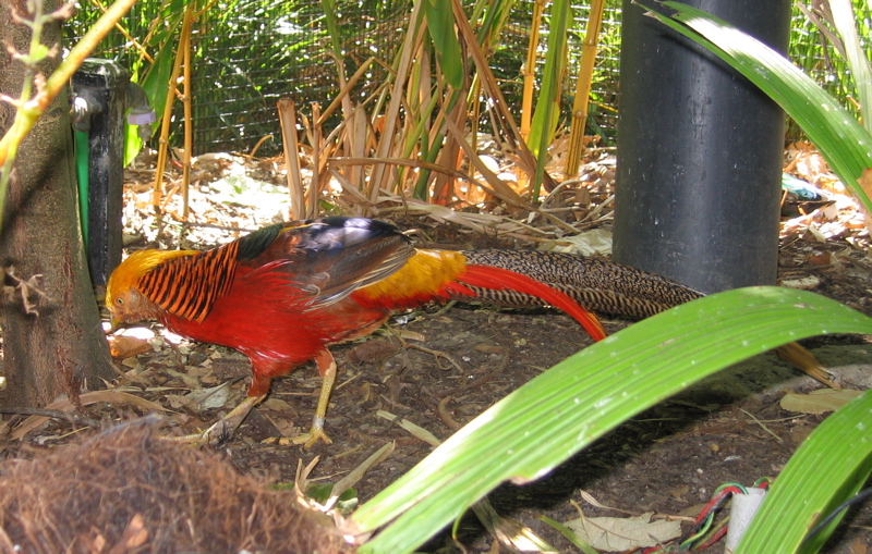 [golden-pheasant.jpg]
