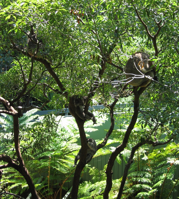 [koala-tree.jpg]