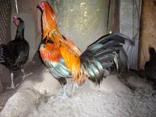 (Bình Tân) Bán gà peru con, asil con - 1