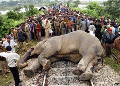 WILDWATCHERS: Elephant run over by train at North Bengal