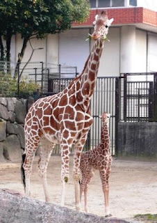 イクメンゆうの子育てしてるんですけど。。。: <b>横浜</b>市立<b>金沢動物園</b>。