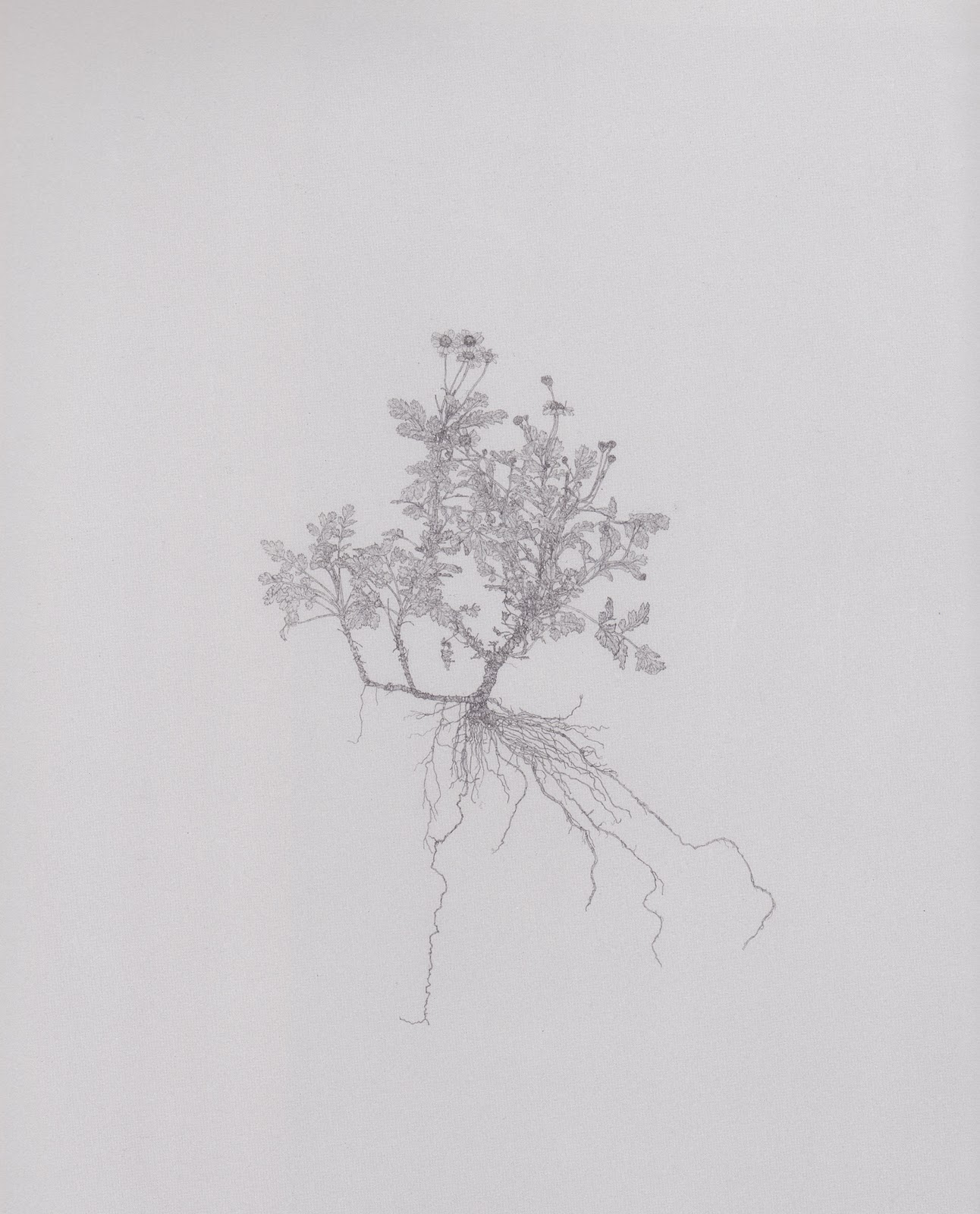 Michael Landy Weeds