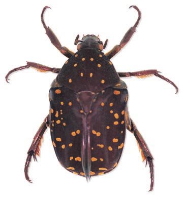 [Celedota+splendens.jpg]