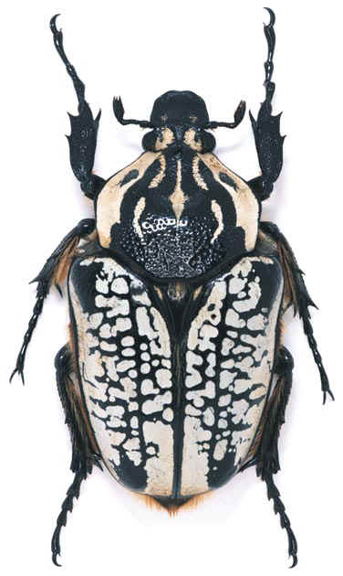 [Goliathus+orientalis.jpg]