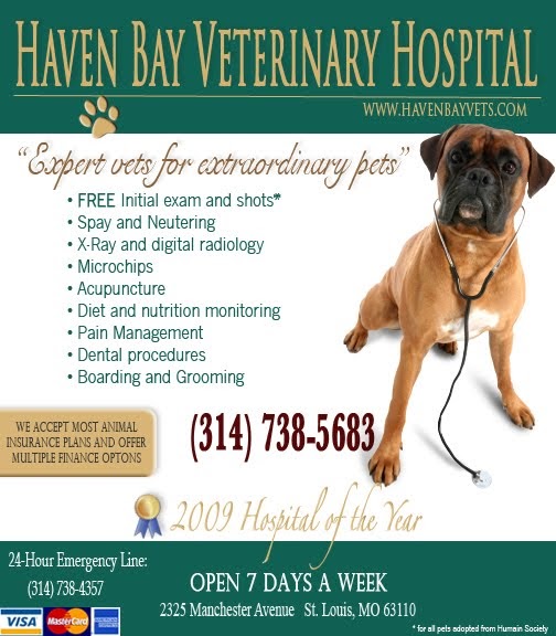 Elena's Portfolio Case Study Haven Bay Veterinary Hospital