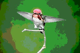 Bee hummingbird